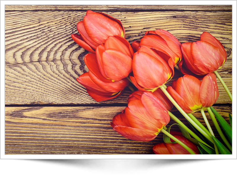 red tulips on wood